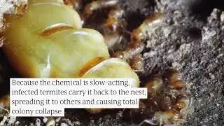 Termite Control: The Difference Between Chemical & Natural Treatments