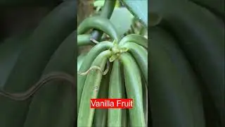 Vanilla flower | Vanilla plant | Beautiful flowers in the world | Verdant Views | shorts | short