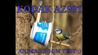 Kodak AZ901 - animal zoom test :)