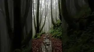 forest with foggy weather