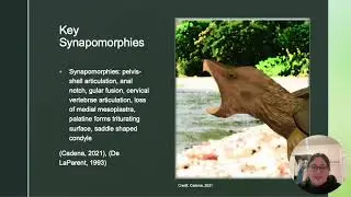 Caitlyn Normore BIOL 3326 Final Project: Stupendemys geographica