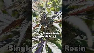 Process Whole Plant Fresh Frozen