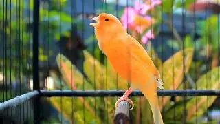 Faça seu canário belga cantar em apenas 1 hora - Treinamento HD incrível! 182
