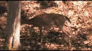 Maine Wildlife Park on Your Hometown hosted by Amie E. Marzen