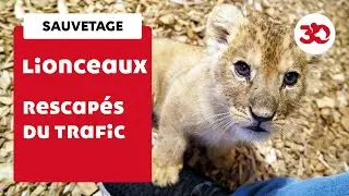Nouvelle vie pour ces lionceaux rescapés de trafic !