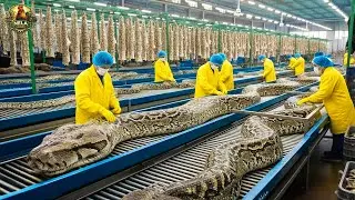 How Millions of Pythons Are Raised & Processed &ndash; Inside Massive Python Farming