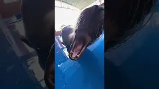 Sea lion core #funny #funnyanimals #animals #pets #sealions