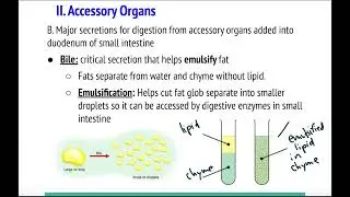 Digestive 3 - Accessory Organs (25-26 version)