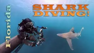 Underwater photographer up close with sharks in Florida [full dive]