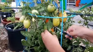 Pinoy DJ/Producer sa California: Harvest tayo ng kamatis at bell pepper