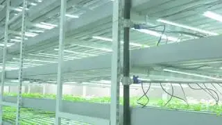 indoor parsley grow area