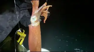 Squid fishing at Fort Wetherill State Park, Jamestown, RI (5/21, 2022)