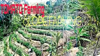 TOMATO FARMING ON SLOPING LAND AREA