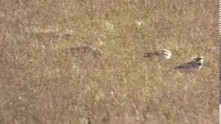 Shorelarks