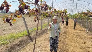 เดินชมสวนองุ่นครั้งแรก ใกล้ๆ￼บ้านหนองไฮ  อำเภอลำปลายมาศ จังหวัดบุรีรัมย์ 