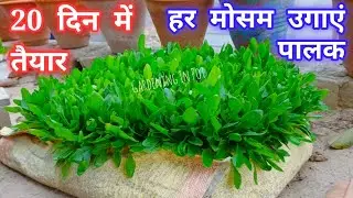 घर पर पालक कैसे उगाएँ | Palak Growing Complete Guide | Spinach Farming at Home | Kitchen Gardening