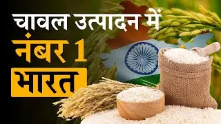 भारत बना दुनिया का सबसे बड़ा चावल उत्पादक देश #indianrice #globaltrade #riceindustry