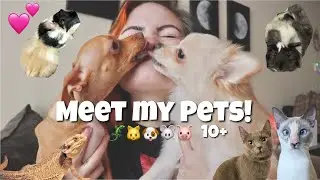 MEET MY PETS! 🐶🐱🐭