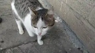 The cat is eating. Someone cut off the cat's tail. We have treated. 😿