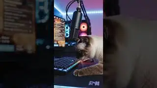 CAT STREAM!!!  #foryou #cat #lifestyle #funny #popular #cute #memes #funnycats #kitten