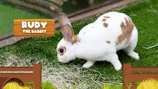 Meet Rudy the Miniature Rex Rabbit