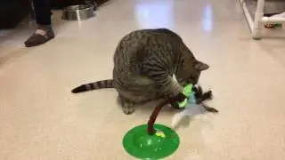 Adopt Omi - Caring for Cats No Kill Animal Shelter Minnesota