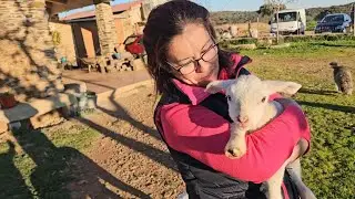 Hoy toca borreguines y demás animalillos😅😅👍