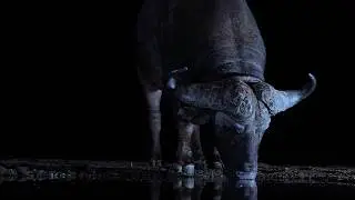 Injured Buffalo Clings Onto Life | Bad Natured | BBC Studios