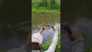 Small stream trout and salmon fishing  #flyfish #troutfishing #flyfishing #fishing