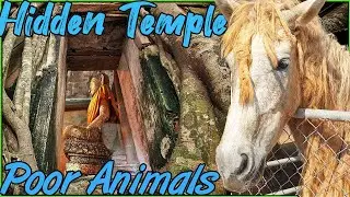 I Can&rsquo;t Believe This Cost $1.45! | Are These Animals Mistreated? | Wat Bang Kung | Thailand 2022