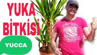 Yuka Çiçeği Bakımı / Sulaması /Toprak değişimi / Hançer & Avize çiçeği bakımı / yukka yucca çiçeği