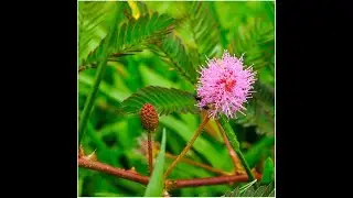 15-Mimosa Pudica Chui mui Plant Touch Me Not