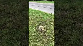 GROSS!!! That armadillo sure isn&rsquo;t getting up! 🤢