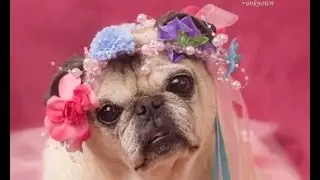 Pug Photo Shoot with Gretta Rose de Pug Model