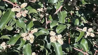Sugar bush or Rhus ovata grows well on steep hillside and slopes in San Diego, Baja and So Cal