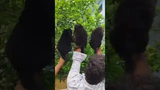 German shepherd double coat 7018171204 delivery available Himachal Punjab jumma #puppy
