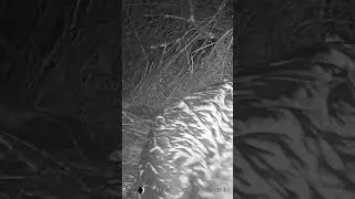 ПрЮвет от БОБРА) #hunting