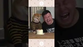Funny Dog Cake Smashing Reaction - Best Animal Videos