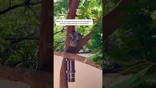 ✈️ we traveled to Australia to pet the world&rsquo;s cutest animals 🐨 #koalas #australia #travelwithkids