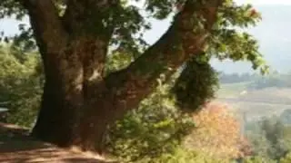 Amicus2005CabSouv