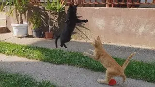 Jumping Kitten