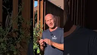 Как предотвратить растрескивание помидоров