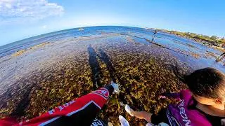 Как БЕЗОПАСНО собирать морских ушек в этом сезоне