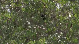 P&egrave;renoir n&eacute;grito (Melopyrrha nigra) Cuban Bullfinch