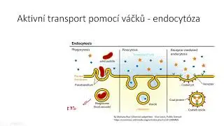 Transport látek II aktivní transport, endocytóza a exocytóza