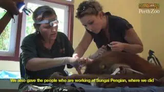 Orangutan Transmissions in Bukit Tigapuluh, Sumatra