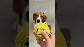 Can this dog toy survive? #dogshorts #lucythebeagle #dogtoy #barkbox