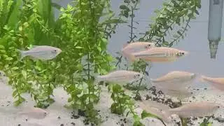 Giant Danios Love Flow