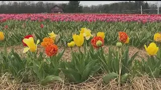 White House Fruit Farm holding 2 tulip picking days