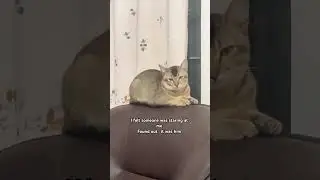 I need a cat 😾 #cat #cuteanimals #dailydoseofcuteness #fatcat #trending #shorts #viral #funny
